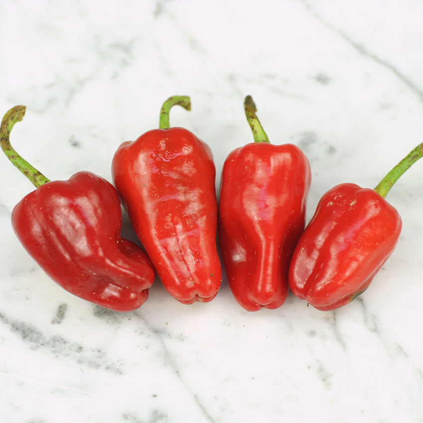 Leutschauer Paprika Pepper on marble background.