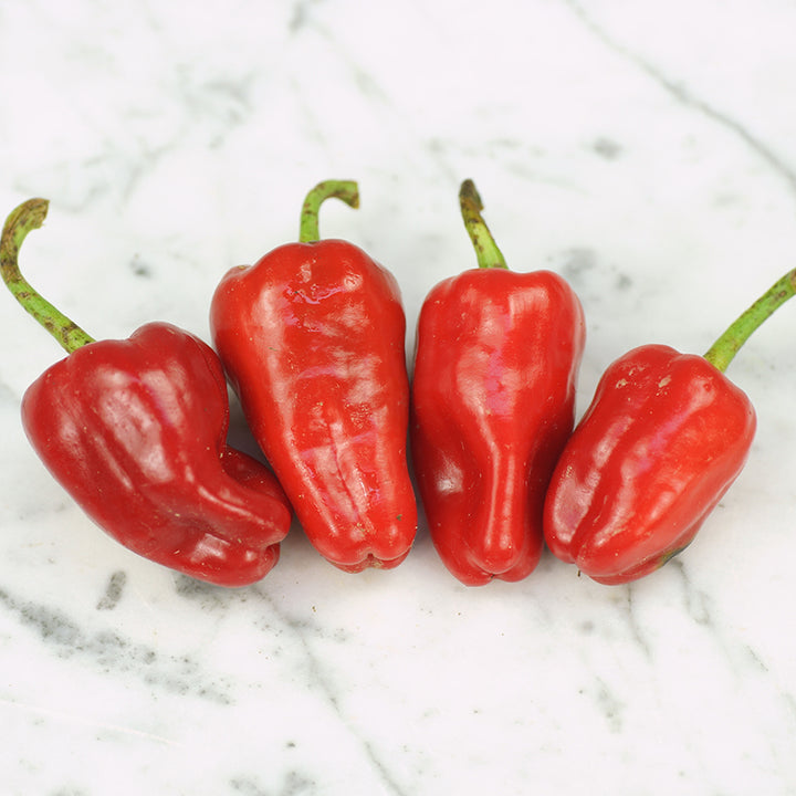 Leutschauer Paprika Pepper on marble background.
