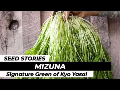 Mizuna Seeds, Early