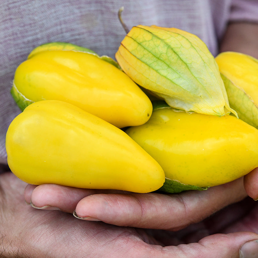 Hands holding five freshly picked Chupon de Malinalco Tomatillos.