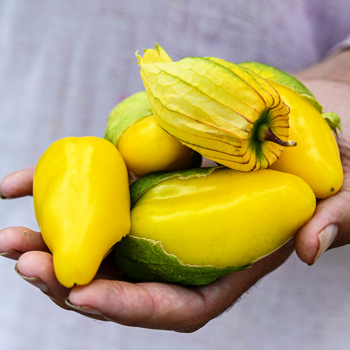 Hand holding five large Chupon de Malinalco Tomatillos with one in full husk.