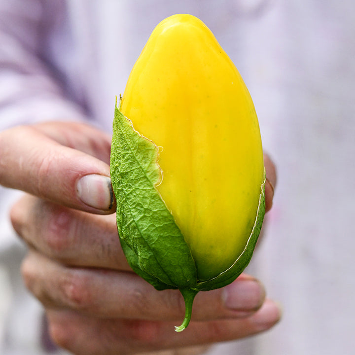 Hand holding a single Chupon de Malinalco Tomatillo in a vertical position.