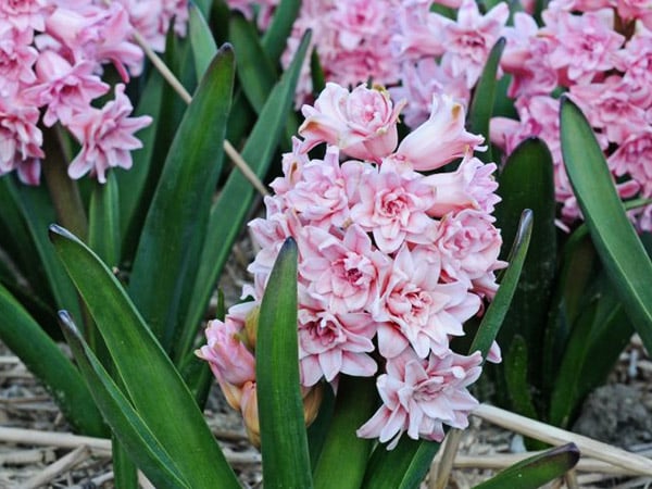 Hyacinth Bulbs, Spring Beauty (5 bulbs)