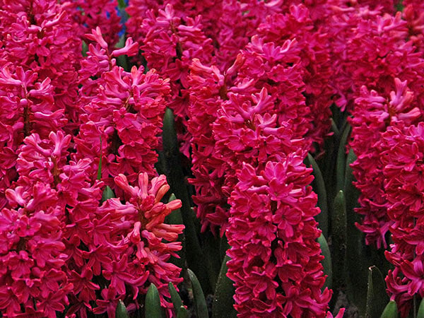 Hyacinth Bulbs, Jan Bos (5 bulbs)
