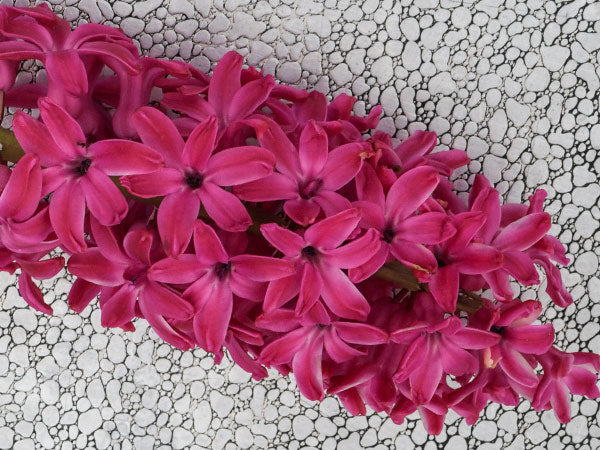 Detailed close-up of a Jan Bos Hyacinth flower on a metal background.