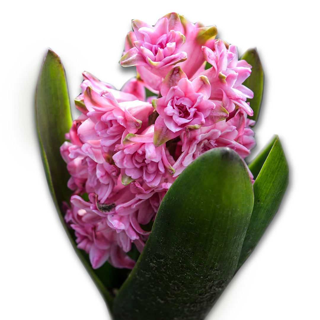 A Spring Beauty Hyacinth in bloom against a white background.