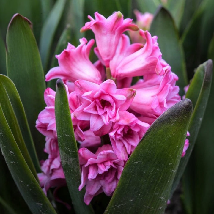 It is a wonderfully fragrant double-flowered hyacinth, and reaches 8-12 inches tall.