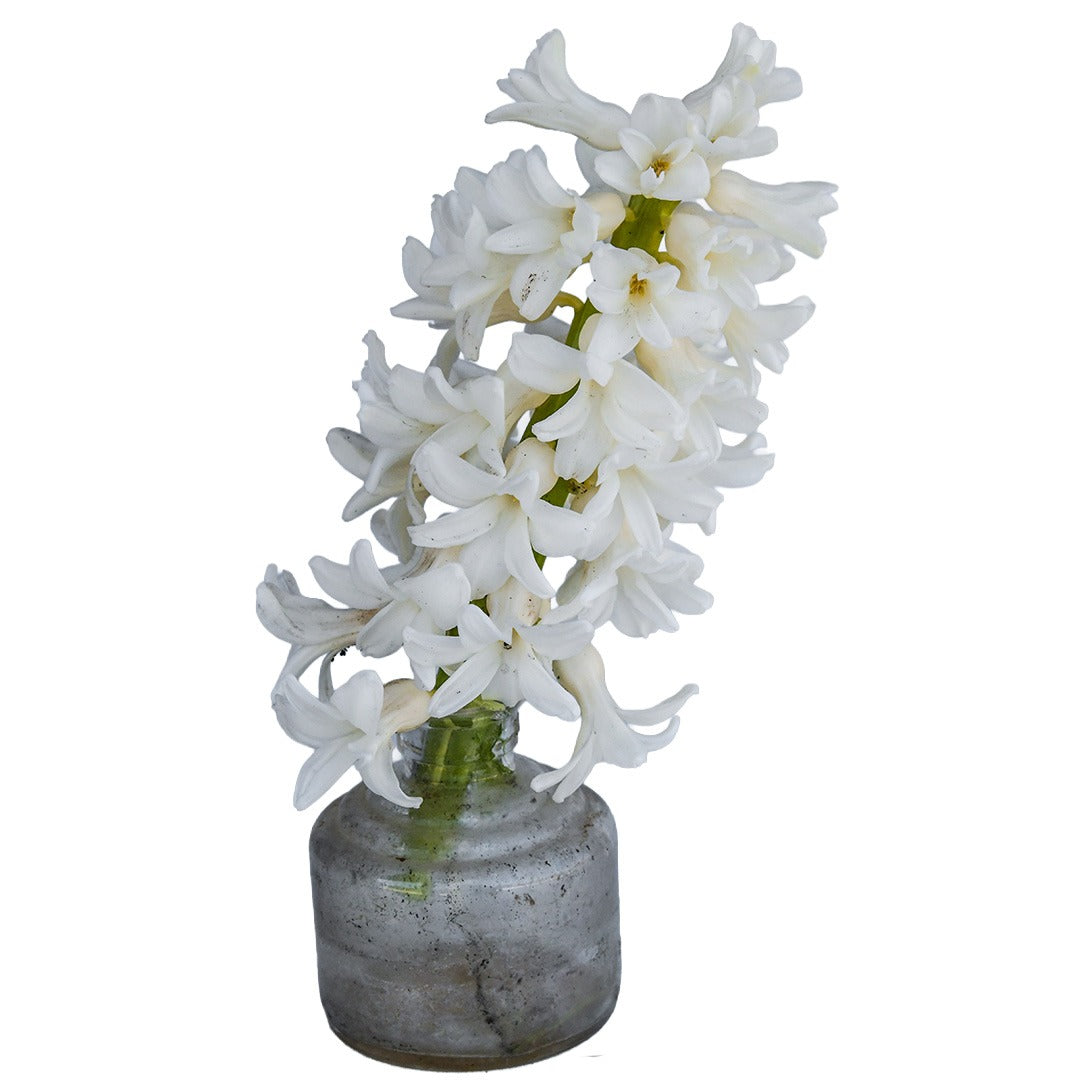 Aiolos Hyacinth in a glass vase on a white background.