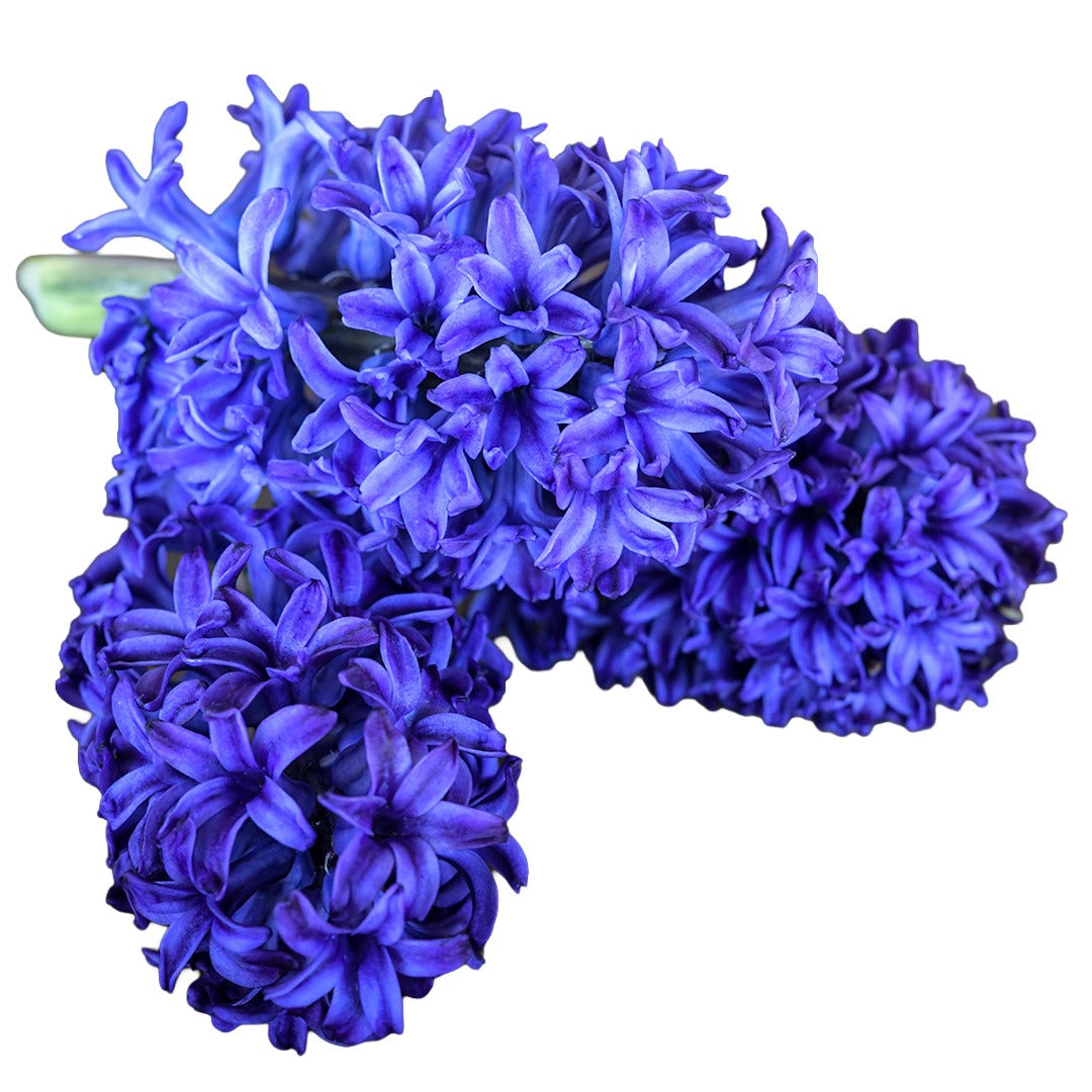Close up of Blue Jacket Hyacinth on a white background.