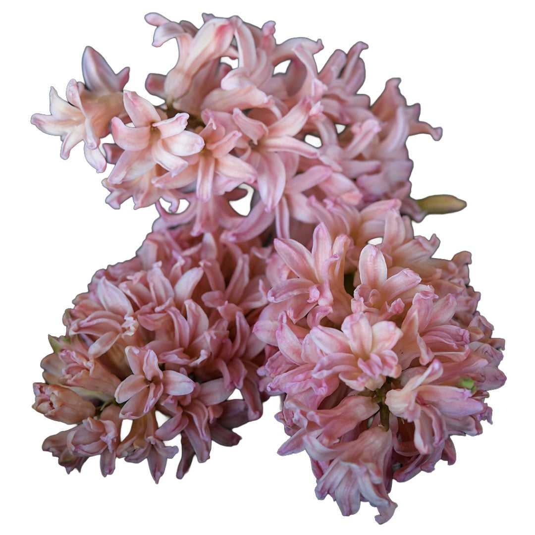 Close up of Gipsy Queen Hyacinth on a white background.