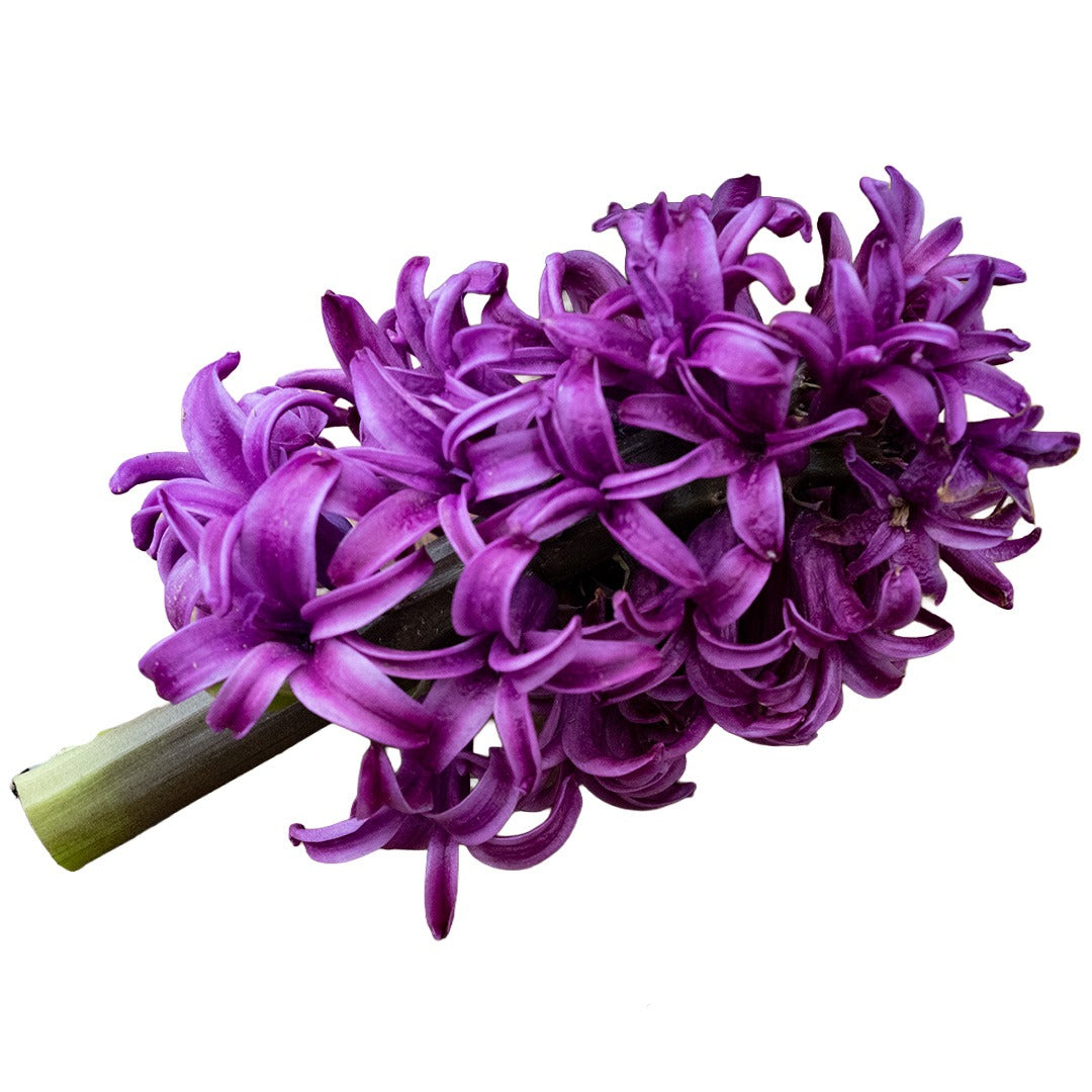 Close up of Purple Sensation Hyacinth on a white background.