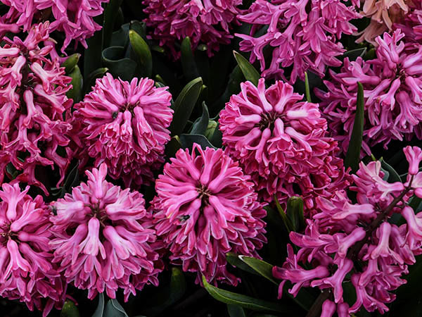 Hyacinth Bulbs, Jan Bos (5 bulbs)