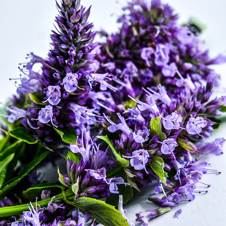 A close-up of Anise Hyssop Agastache flowers on white.