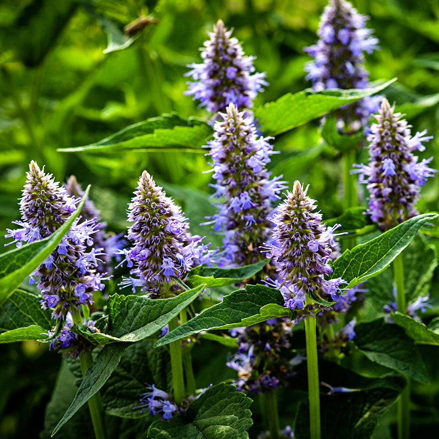 Anise Hyssop blooming in the trial gardens at Baker Creek.