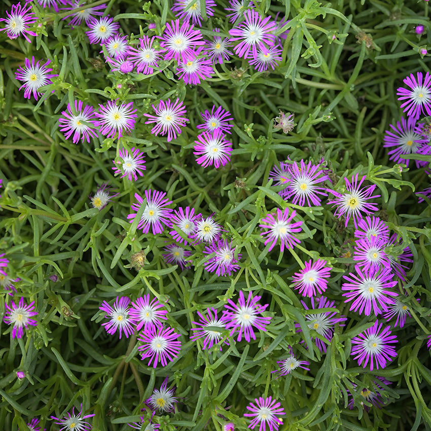 Purple Stardust Iceplant growing in garden.