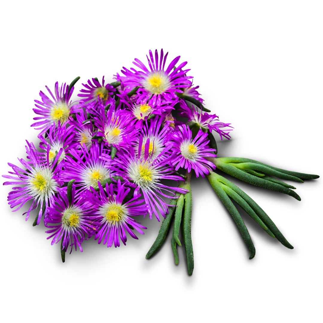 Purple Stardust Iceplant on a white background.