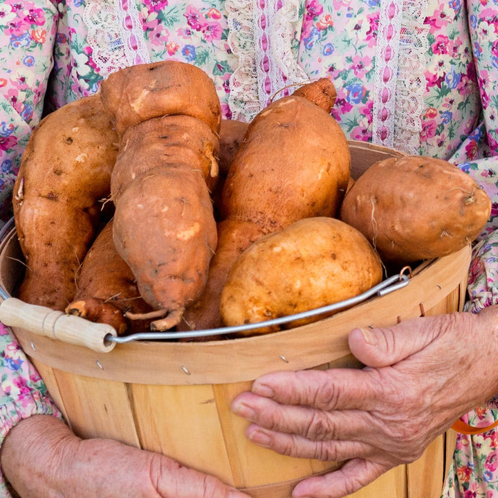 A close-up of a gardener holding a large basket of Pumpkin Yam Sweet Potatoes.