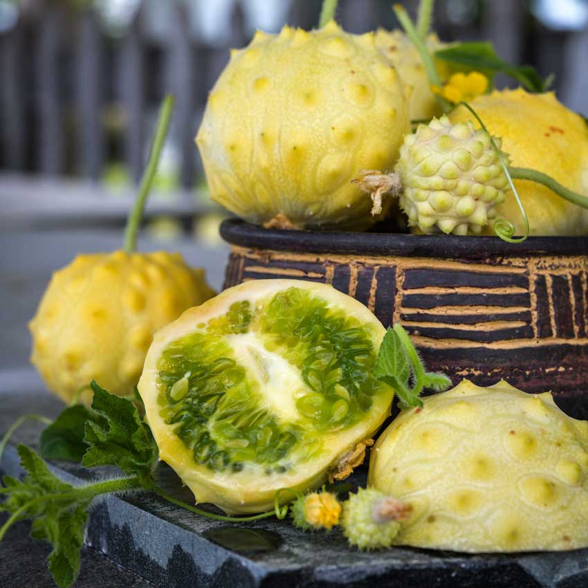 Several Kiwano Rund Jelly Melons in a ceramic bowl, most whole and one sliced in half.