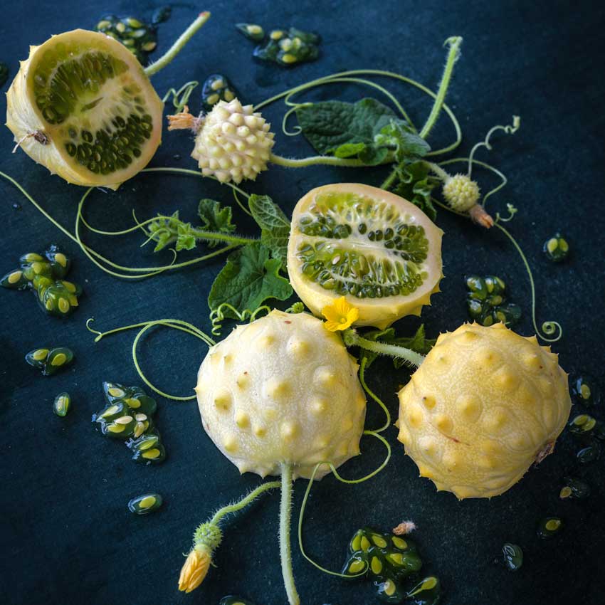 Kiwano Rund Jelly Melon and tendrils on a dark blue background.