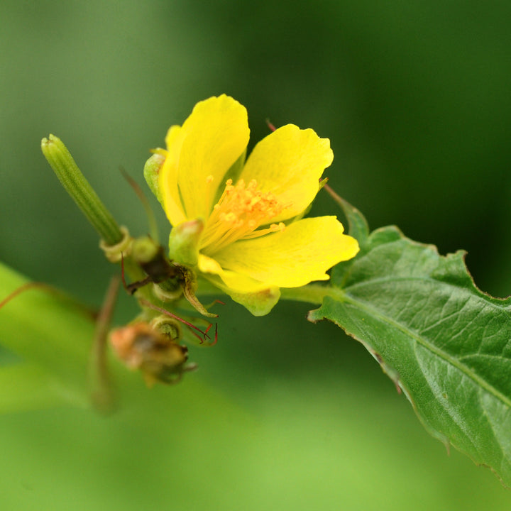A yellow bloom from the Giant of Bertoua Molokhia plant growing in the greenhouse at Baker Creek.