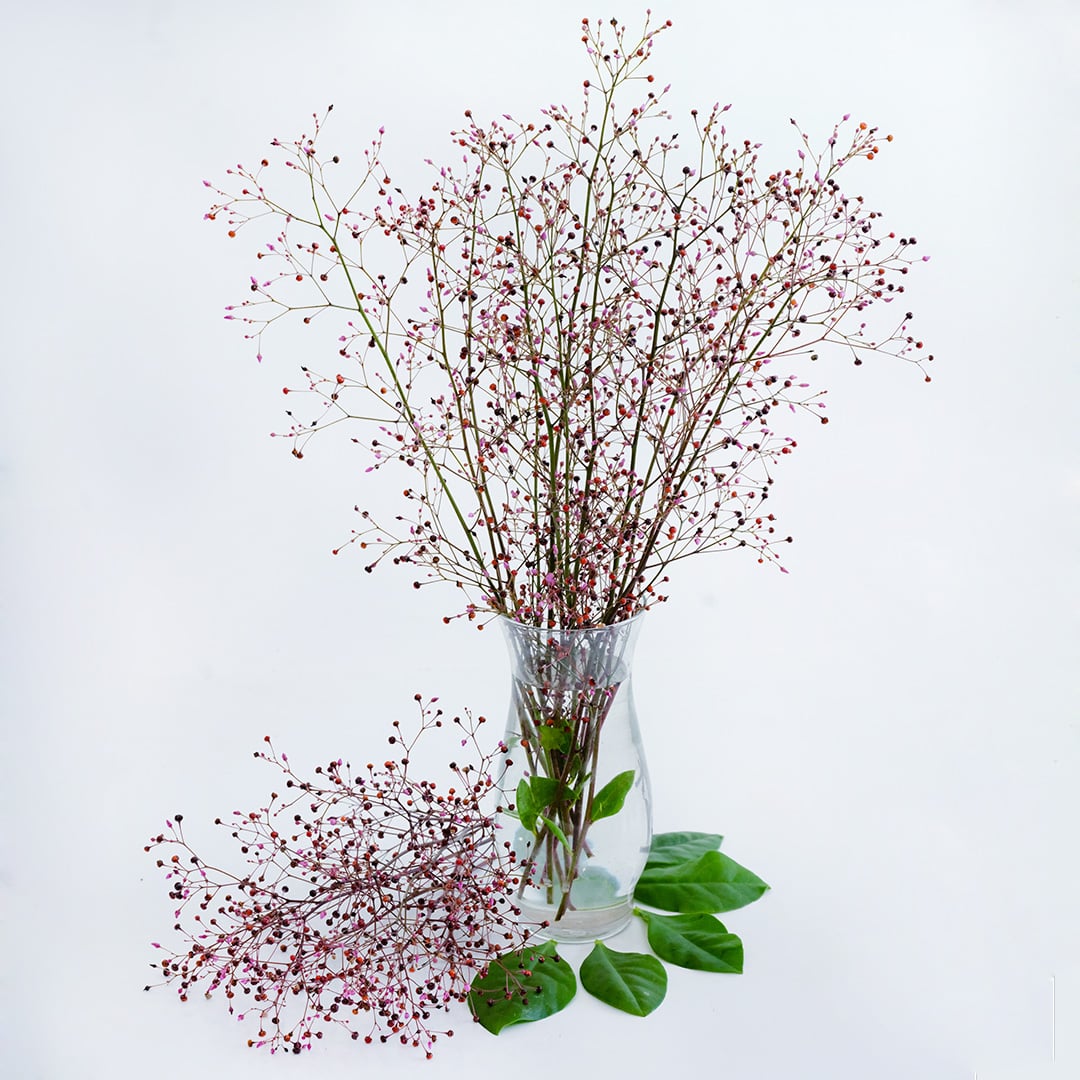 Jewels of Opar arranged in a vase with edible leaves on white background.