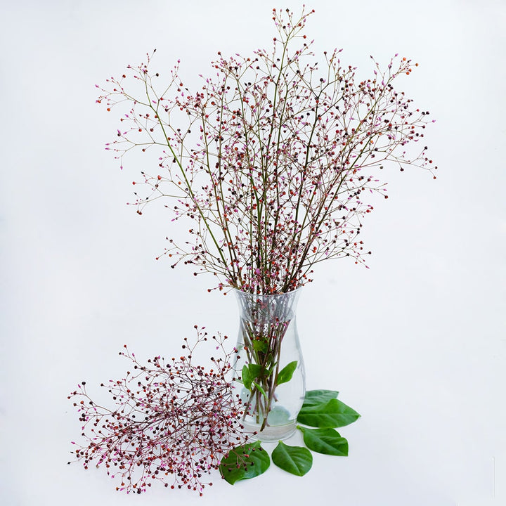 Jewels of Opar arranged in a vase with edible leaves on white background.