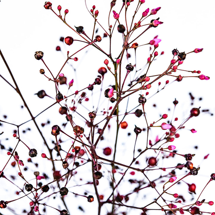 A close-up view of the tiny Jewels of Opar berries and tiny pink blooms against a white background.