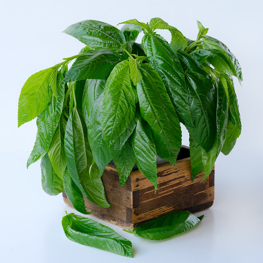 Shiny green Giant of Bertoua Molokhia leaves arranged in wooden box on light background.