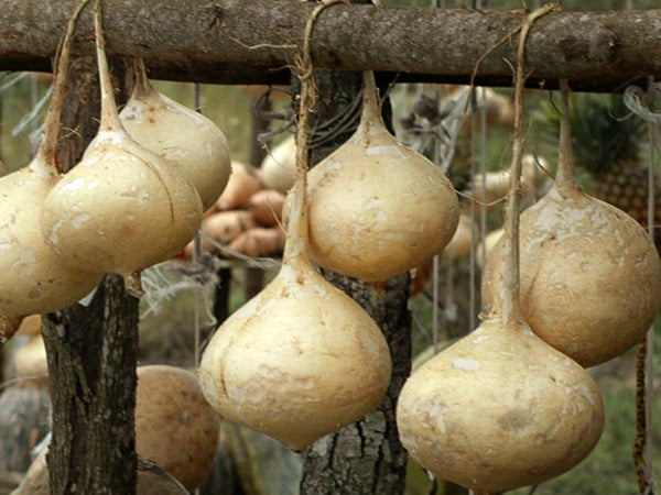 Asian Bean Seeds, Jicama or Yam