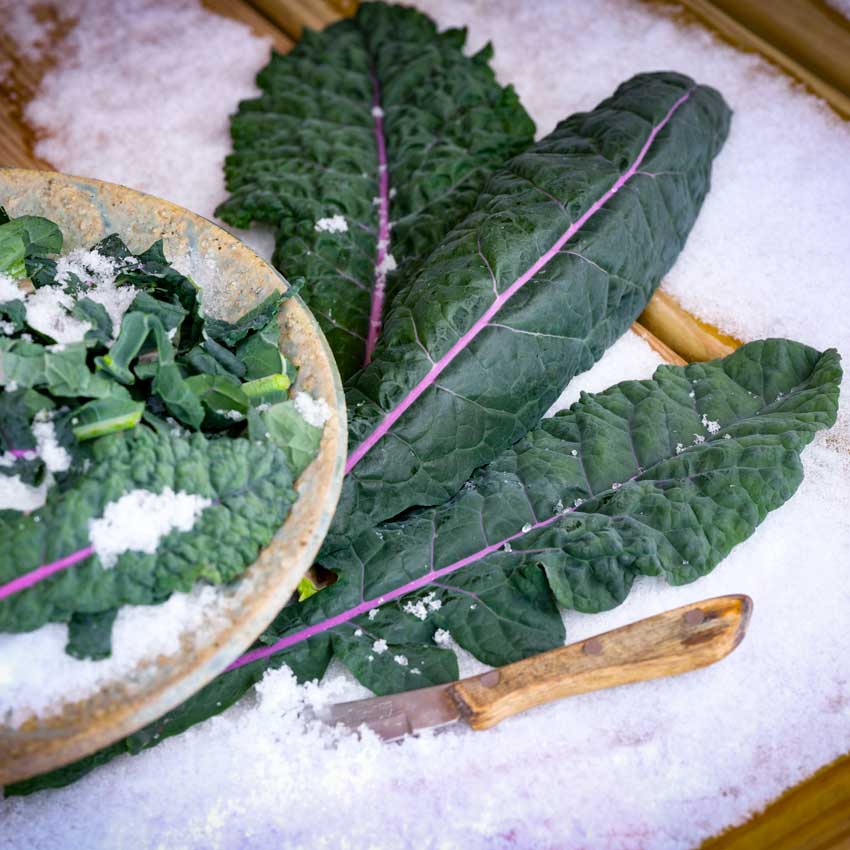 Dazzling Blue Kale leaves in and around a salad bowl in the snow.