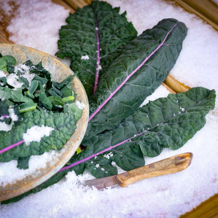 Dazzling Blue Kale leaves in and around a salad bowl in the snow.