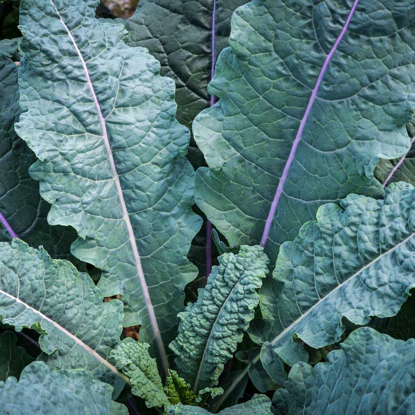 Close-up of Dazzling Blue Kale growing in the garden.