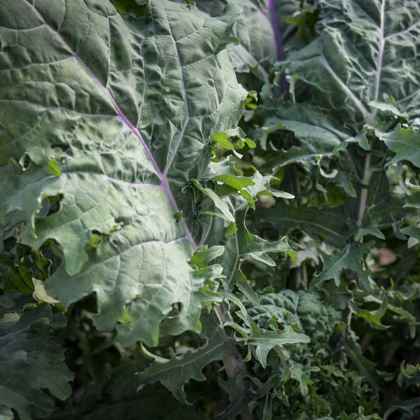 Russian Red or Ragged Jack Kale growing in the garden.