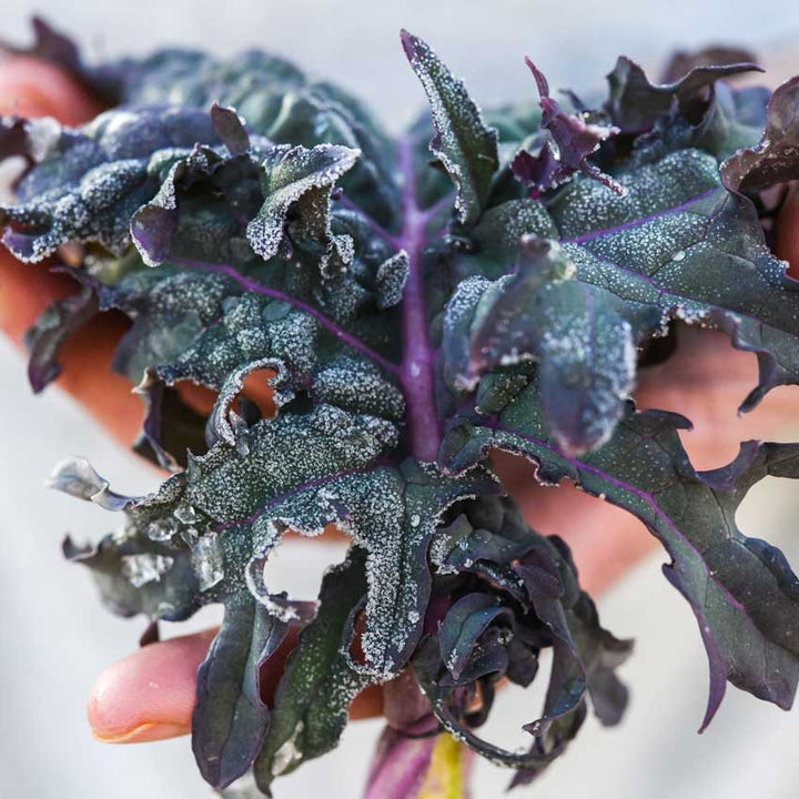 Frosted Russian Red or Ragged Jack Kale held by a gardener.