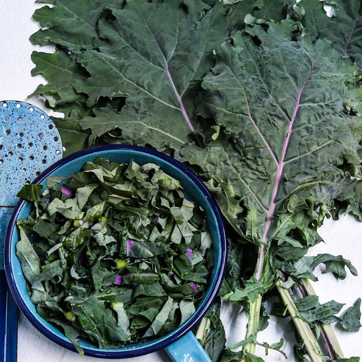 Russian Red or Ragged Jack Kale leaves next to a bowl of chopped kale leaves.
