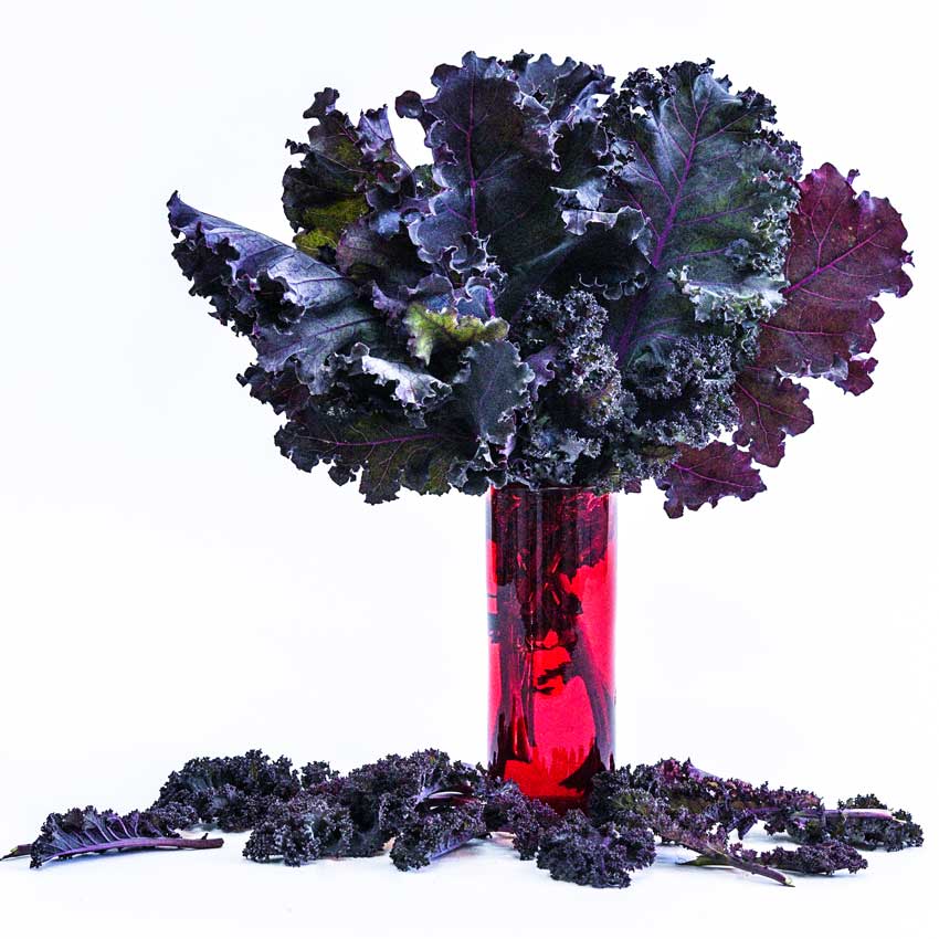 Scarlet Kale in a tall red vase on a white background.