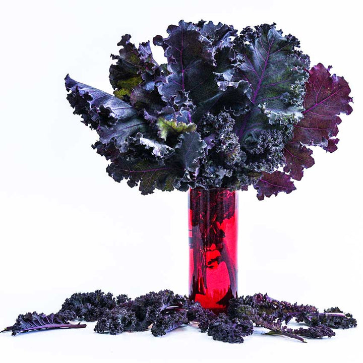 Scarlet Kale in a tall red vase on a white background.