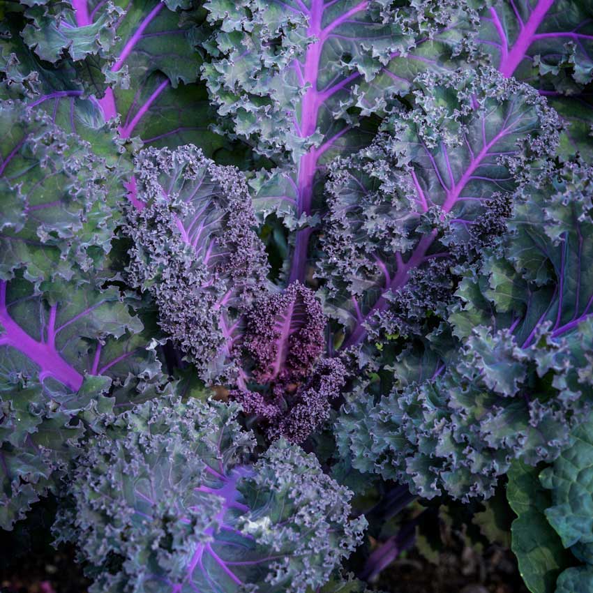 Close-up of Scarlet Kale growing in the garden.