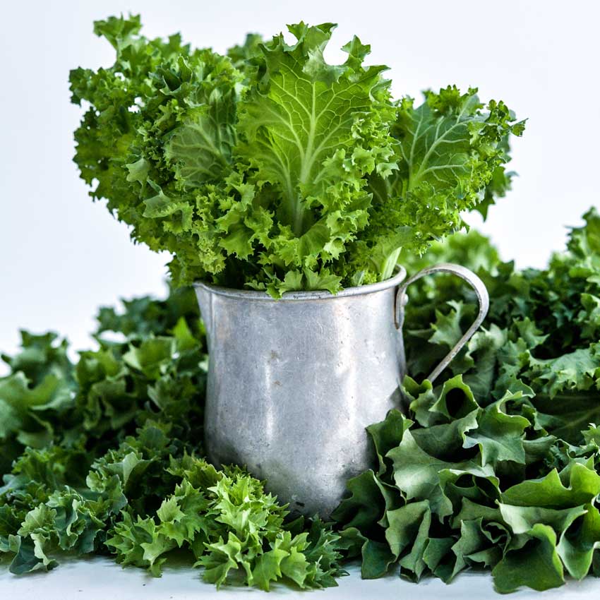 Close-up of Dwarf Siberian Kale in a tin cup on a white background.