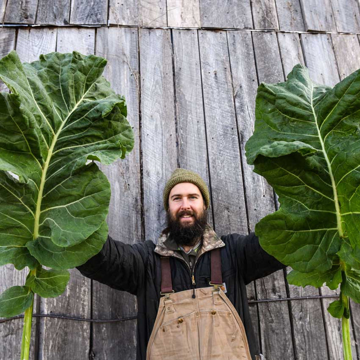 Andrew holding two Thousandhead Kale leaves in front of a wooden wall.