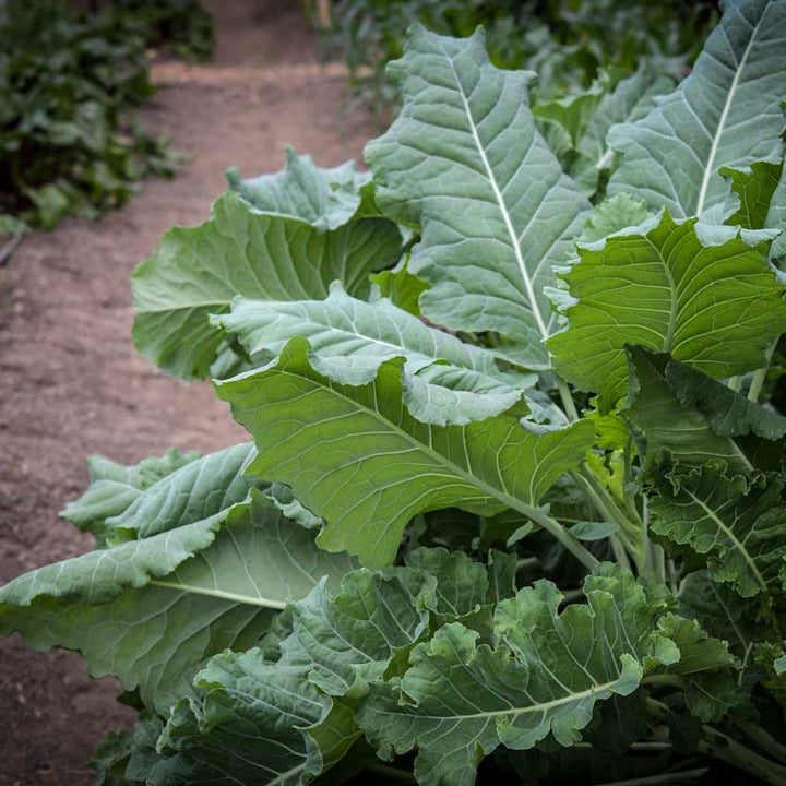 Thousandhead Kale growing in the greenhouse.
