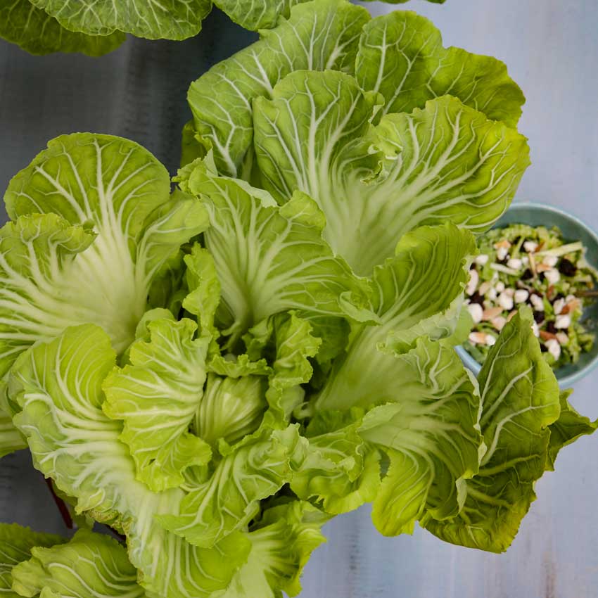 A head of Tronchuda kale with a bowl of kale salad on the right