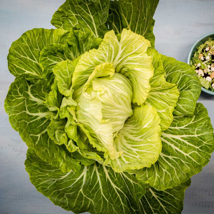 A head of Tronchuda kale with a bowl of kale salad in the background.