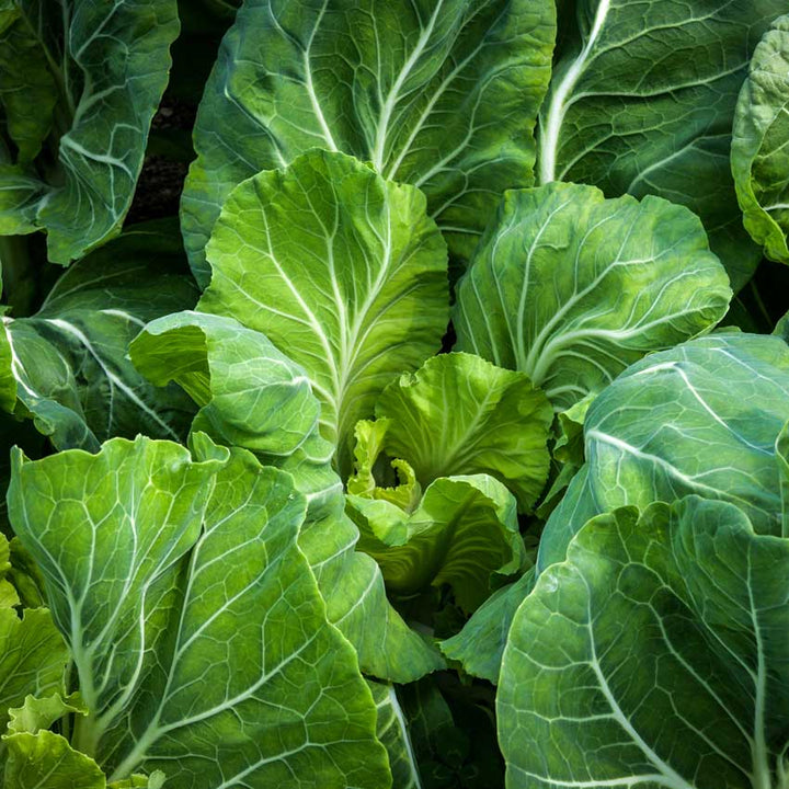 Close-up Tronchuda Kale showing detail in veining.