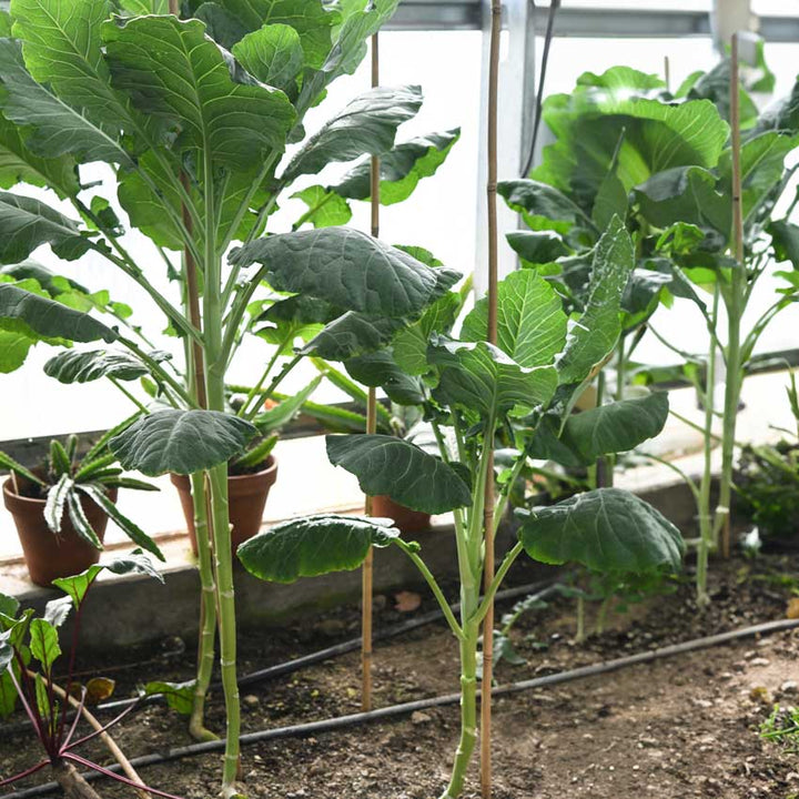 Several Walking Stick Kales growing in the green house.