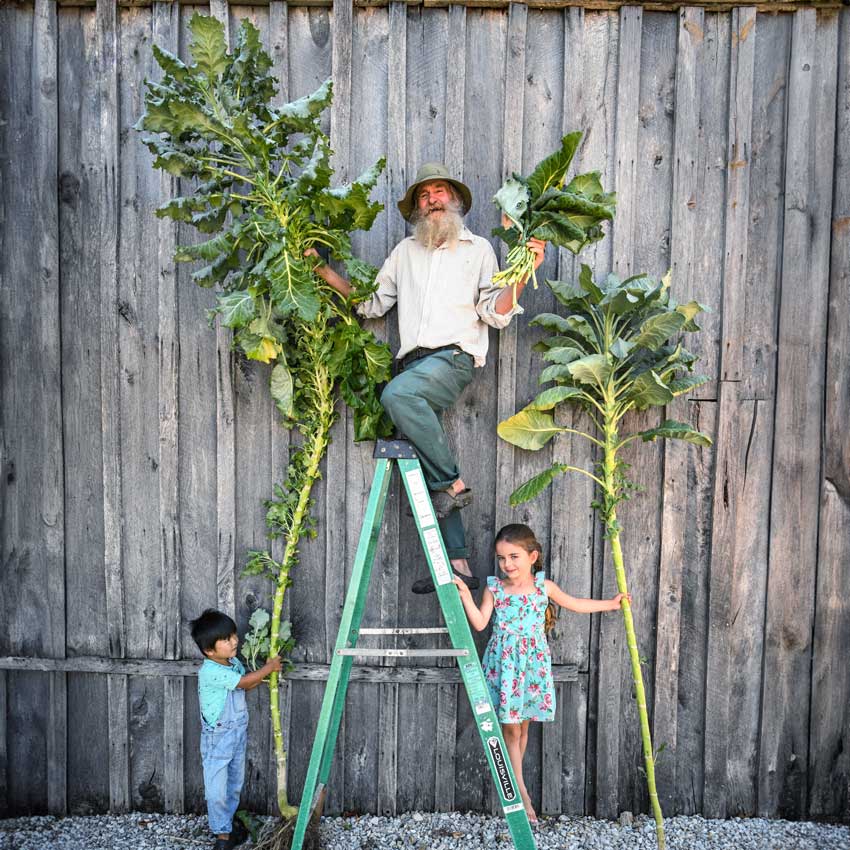 Walking Stick Kale held by a gardener on a ladder with two kids holding the bottom.