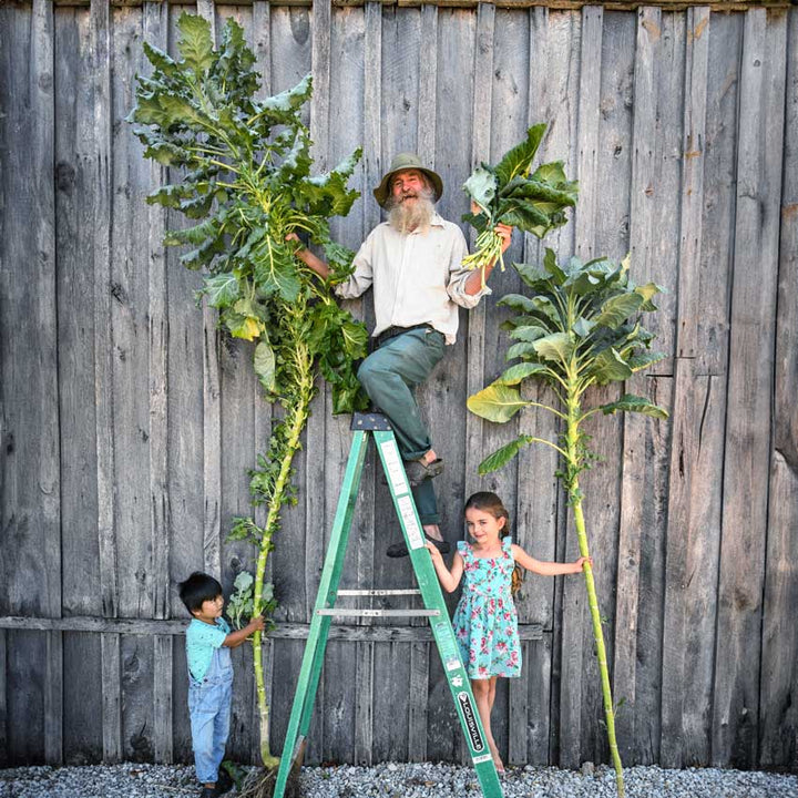 Walking Stick Kale held by a gardener on a ladder with two kids holding the bottom.