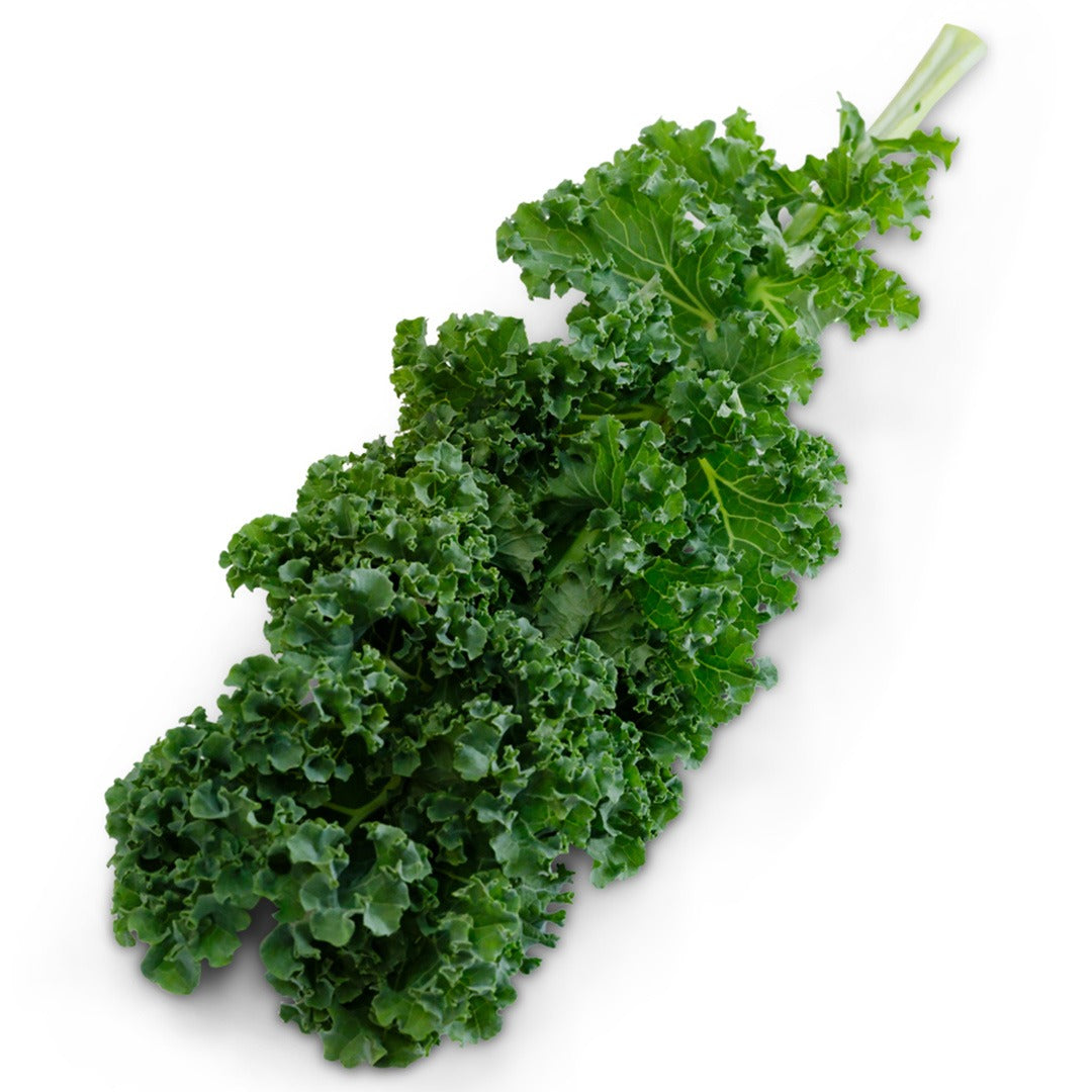 Bunch of Blue curled scotch kale on a white background