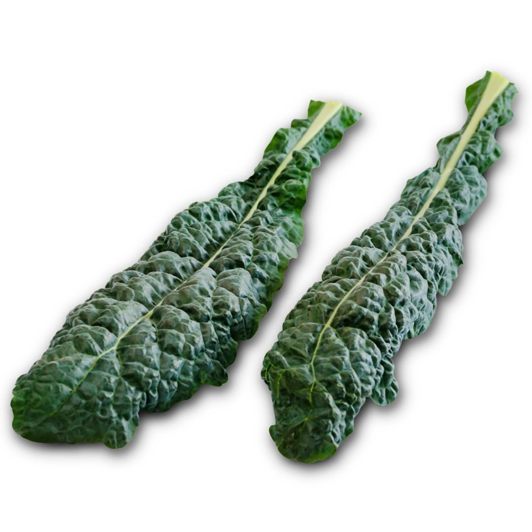 Two Nero Di Toscana kale leaves on a white background