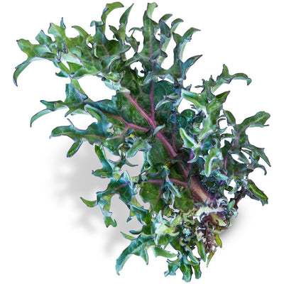 Kale Seeds, Russian Red or Ragged Jack